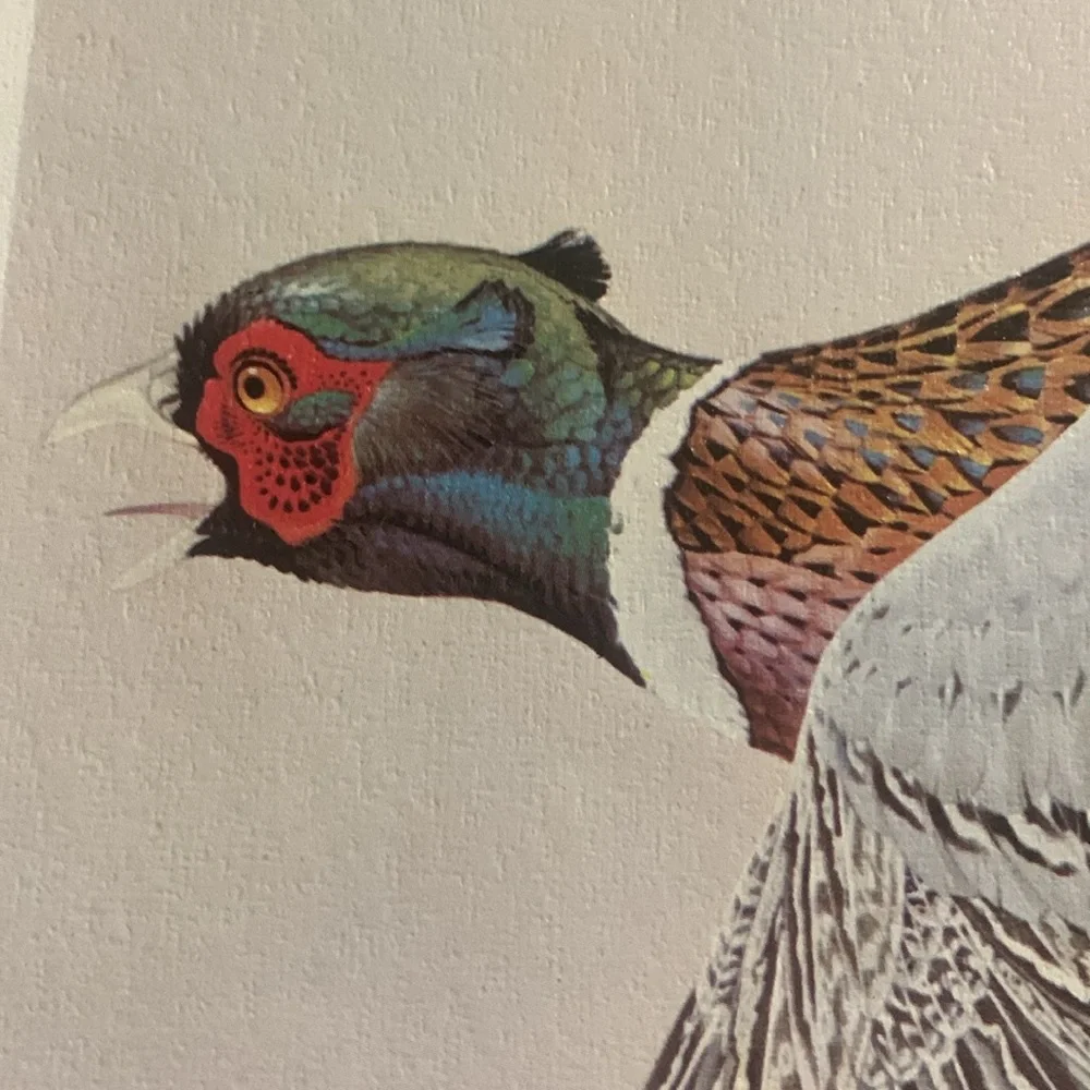 Glen Loates “ RING-NECKED PHEASANT “ Signed and sealed approved 23 x 18 inches